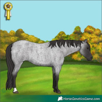 Horse Color:Smoky Blue Roan
