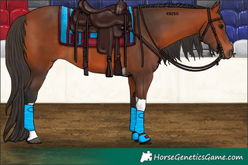 Horse Color:Bay Tobiano 