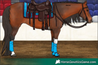 Horse Color:Bay Tobiano 