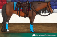 Horse Color:Bay Tobiano 