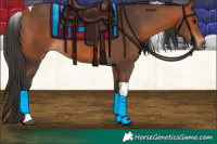 Horse Color:Bay Tobiano 