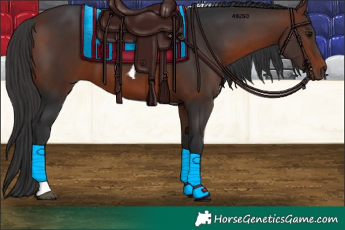 Horse Color:Bay Tobiano