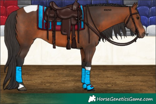 Horse Color:Bay Tobiano