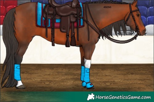 Horse Color:Bay Tobiano 