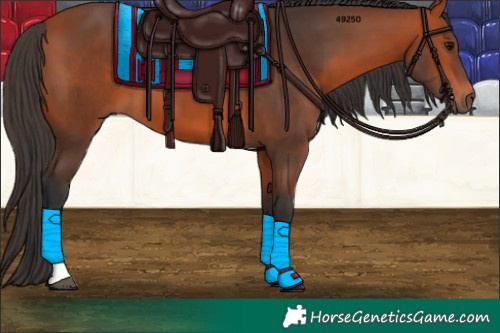 Horse Color:Bay Tobiano 