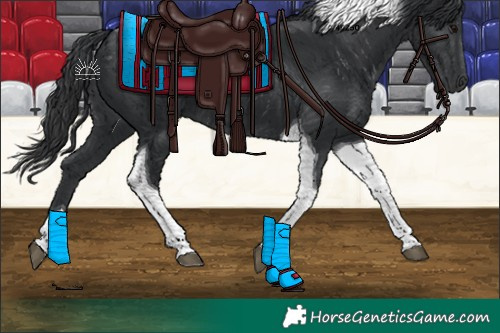 Horse Color:Black Tobiano 