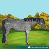 Horse Color:Black 