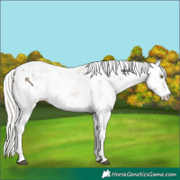 Horse Color:Silver Bay Sabino Rabicano 