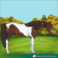 Horse Color:Liver Chestnut Tobiano 