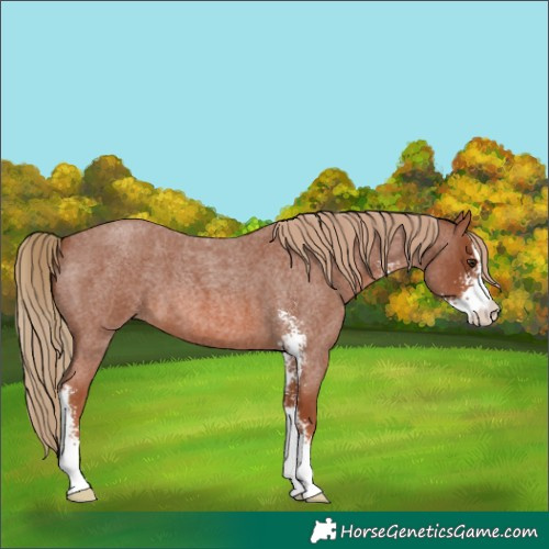 Horse Color:Red Roan Sabino 