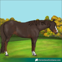 Horse Color:Liver Chestnut 