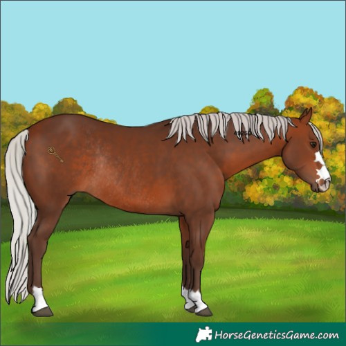 Horse Color:Silver Bay Rabicano 