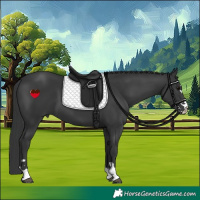 Horse Color:Black 