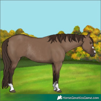 Horse Color:Liver Red Dun Rabicano 