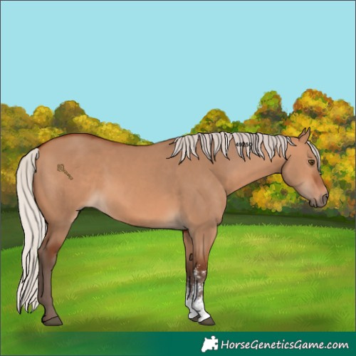 Horse Color:Silver Bay Dun Sabino Rabicano 