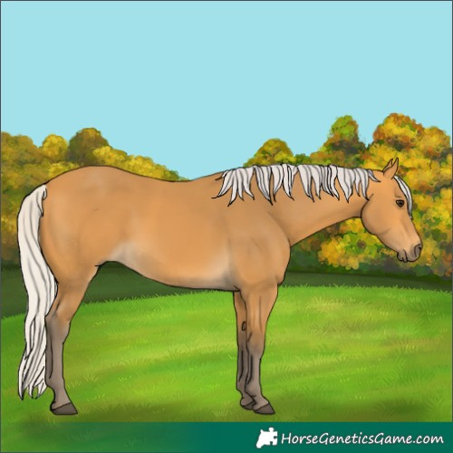 Horse Color:Silver Buckskin 