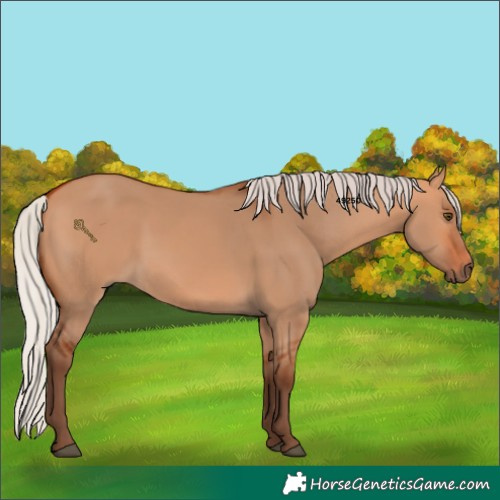 Horse Color:Silver Bay Dun Rabicano 