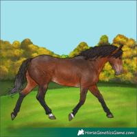 Horse Color:Brown 