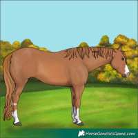 Horse Color:Chestnut 