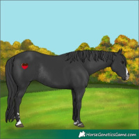 Horse Color:Black Rabicano 