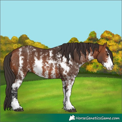 Horse Color:Bay Sabino 