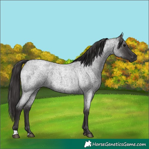 Horse Color:Smoky Blue Roan 
