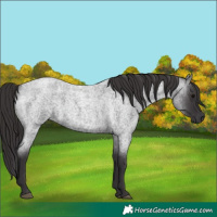 Horse Color:Smoky Blue Roan 