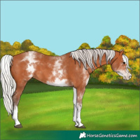 Horse Color:White Spotted Silver Bay Splash 