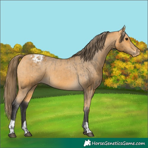 Horse Color:Buckskin Appaloosa  and Buckskin Appaloosa 