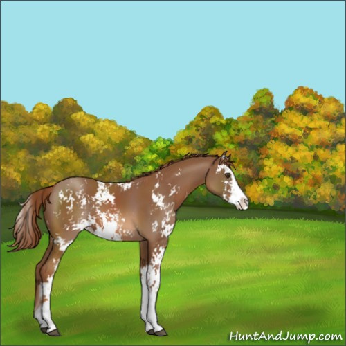 Horse Color:Chestnut Sabino 