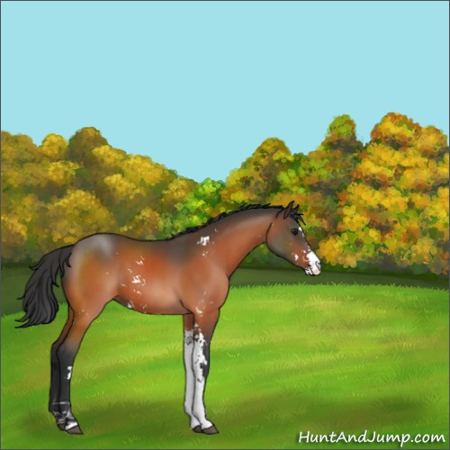 Horse Color:Bay Sabino