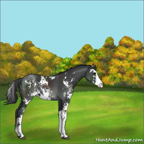 Horse Color:Black Sabino 