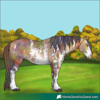 Horse Color:Nacre Buckskin Sabino 