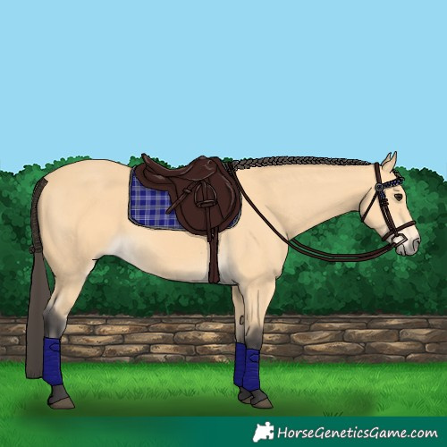 Horse Color:Buckskin 