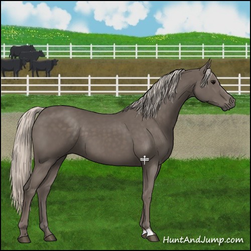 Horse Color:Silver Black 