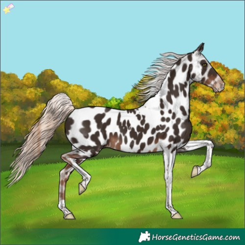 Horse Color:Liver Chestnut Tobiano Appaloosa 