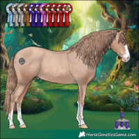 Horse Color:Gold Champagne Appaloosa 