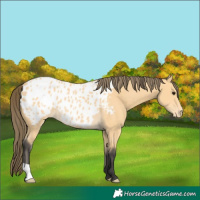 Horse Color:Buckskin Appaloosa 