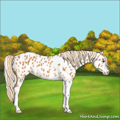 Horse Color:Palomino Sabino Appaloosa 
