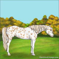 Horse Color:Palomino Sabino Appaloosa