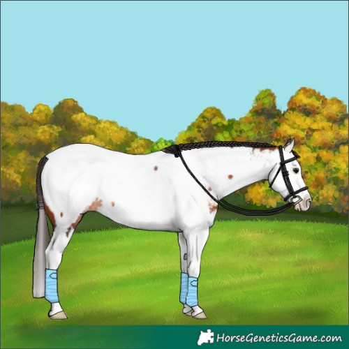 Horse Color:Bay Splash Appaloosa Rabicano
