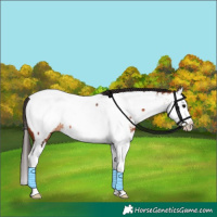 Horse Color:Bay Splash Appaloosa Rabicano 