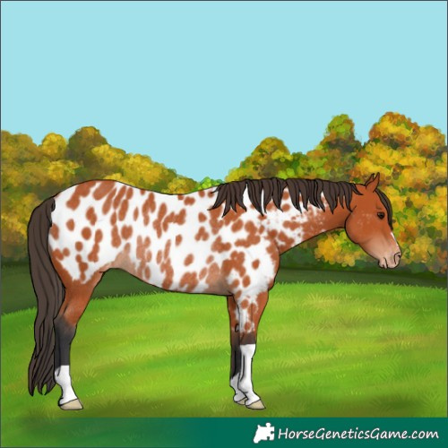 Horse Color:Bay Appaloosa Rabicano