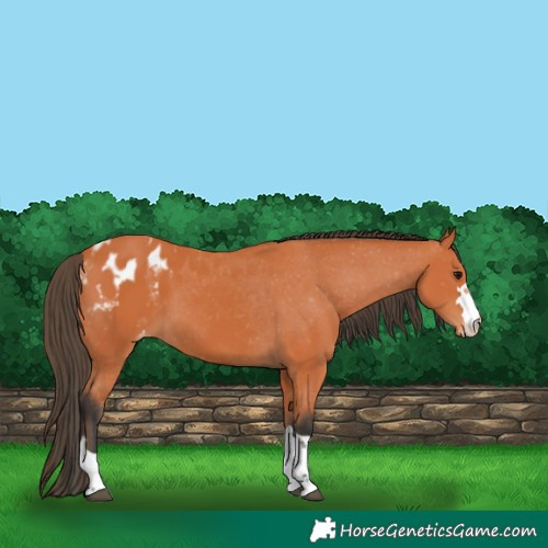 Horse Color:Bay Appaloosa 