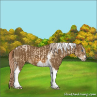 Horse Color:Chocolate Palomino Pearl Tobiano Frame  and Chocolate Palomino Tobiano Frame 