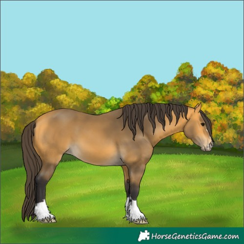 Horse Color:Buckskin 