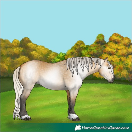 Horse Color:Gray Silver Buckskin Dun 