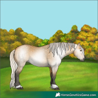Horse Color:Gray Silver Buckskin Dun 