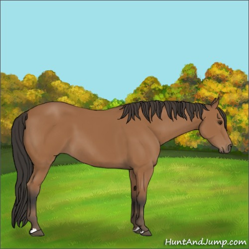 Horse Color:Bay 