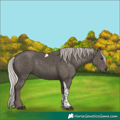 Horse Color:Silver Black Tobiano 